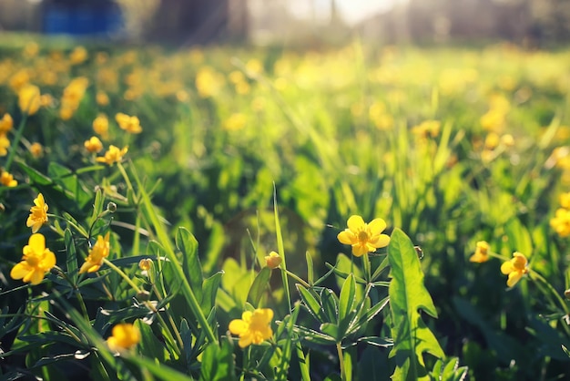 Hierba y flor de primavera en un campo