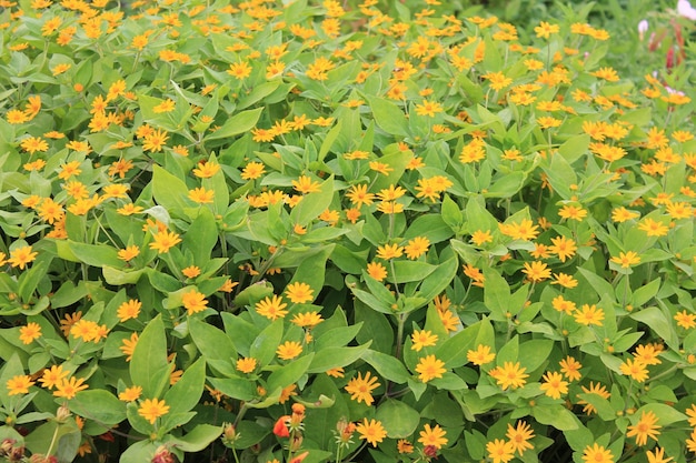 Hierba y flor de verano en un campo forestal