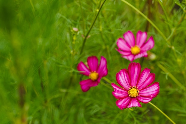 Hierba floreciente con delicadas flores rosas en jardín verde.