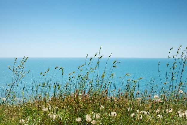 Hierba y flores en el mar.