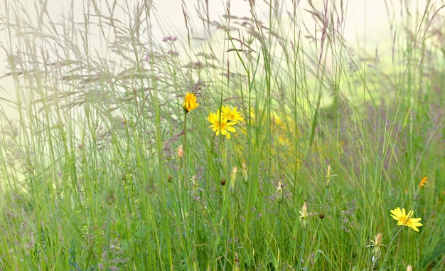 Hierba y flores en un prado en la montaña alpina