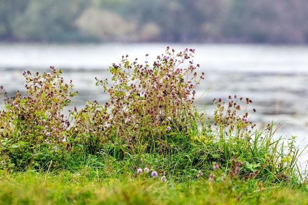 Hierba y flores silvestres en la orilla del río