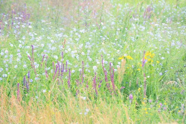 Hierba de fondo y flores en flor en un campo, filtro