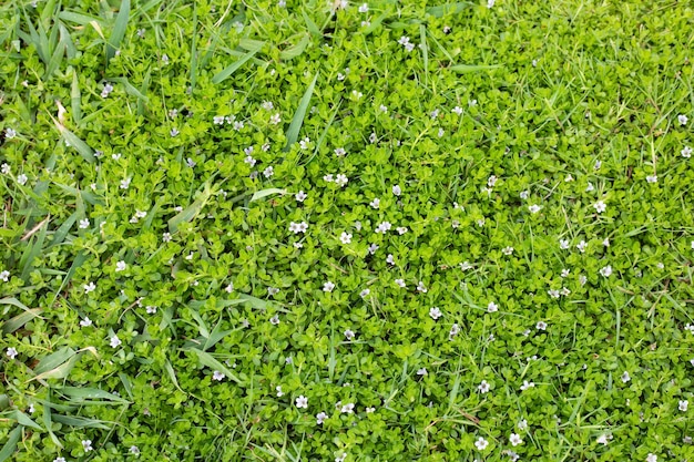 Hierba fresca del césped Hermosa flor blanca