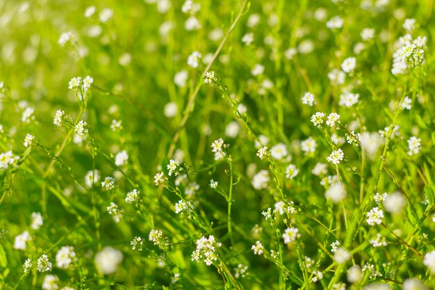 Hierba fresca de primavera verde en el fondo de la mañana