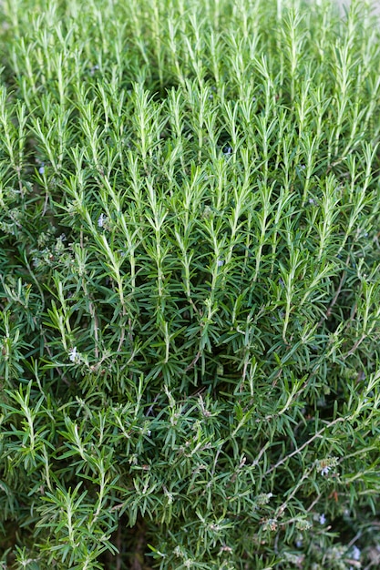 Hierba fresca de romero crecer al aire libre.
