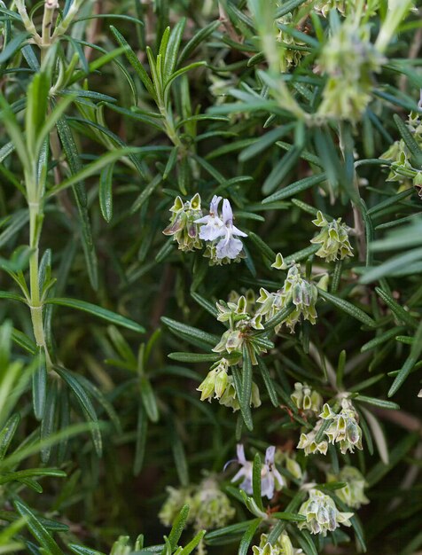 Hierba fresca de romero crecer al aire libre.