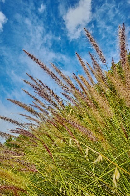 Hierba de fuente púrpura carmesí o cenchrus setaceus que crece en un campo al aire libre contra un cielo azul nublado Primer plano de buffelgrass de la especie poaceae que florece y florece en una reserva natural