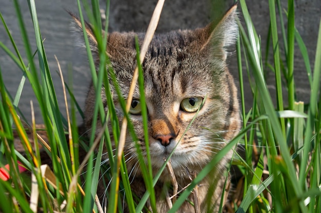 Hierba de gato aislada o hierba de trigo en un recipiente pequeño Hierba brotada joven para que los gatos de interior disfruten de comer mordiscos o pastar en semillas de avena o cebada de trigo Fondo blanco Enfoque selectivo