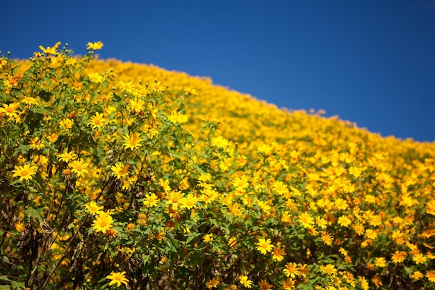 Hierba de girasol mexicana en la montañaProvincia de Mae Hong SonTailandiaxA