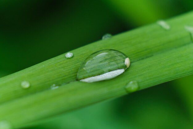 Hierba con gotas de lluvia macro hojas verdes frescas Rocío de la mañana