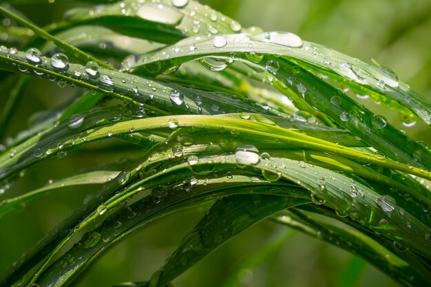 Hierba con gotas de lluvia, verano en la naturaleza