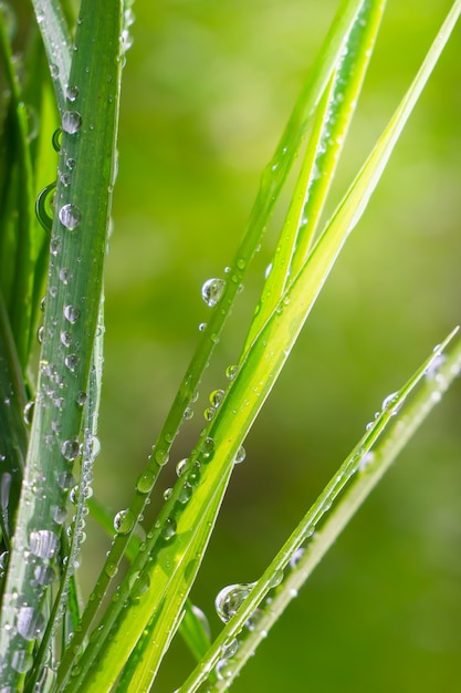 Hierba con gotas de lluvia, verano en la naturaleza