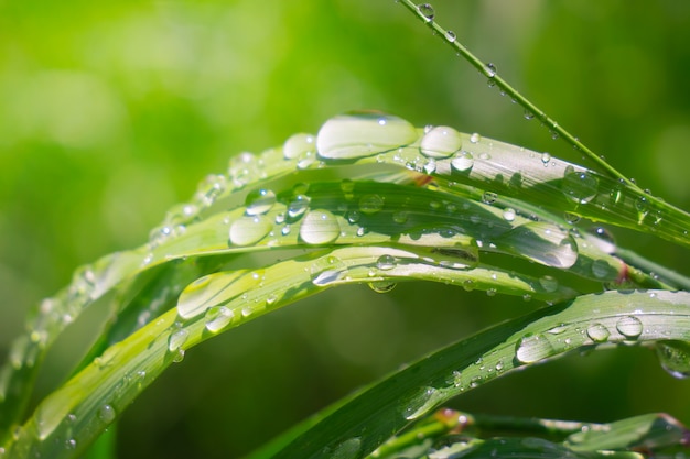 Hierba con gotas de lluvia, verano en la naturaleza