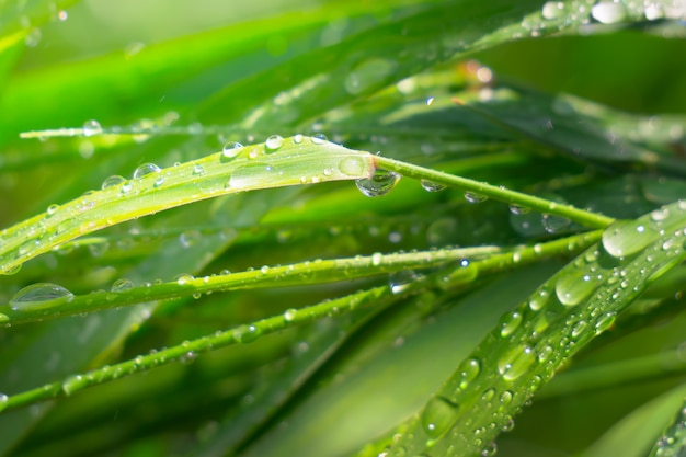 Hierba con gotas de lluvia, verano en la naturaleza