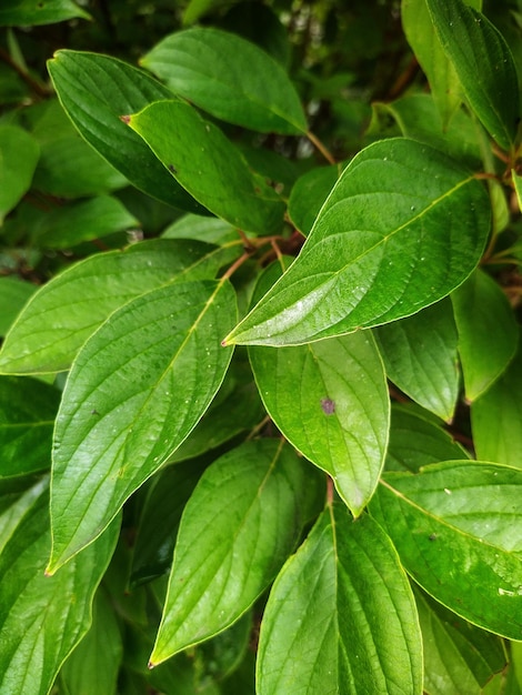 Hierba con gotas de lluvia