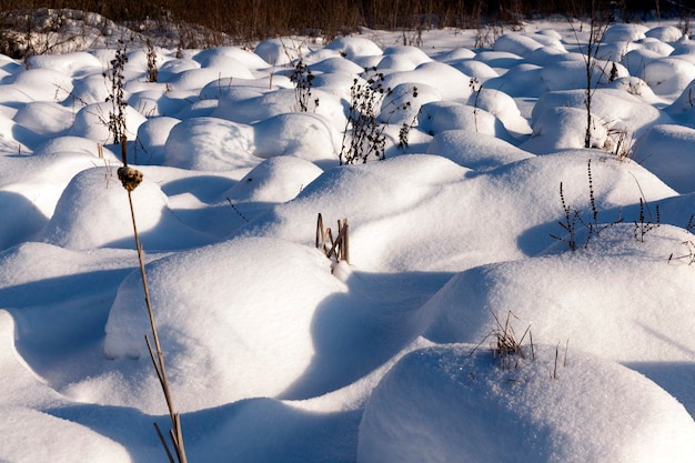 Hierba en grandes ventisqueros después de nevadas y ventiscas, la temporada de invierno con clima frío y mucha precipitación en forma de nieve cubren la hierba y las plantas secas.