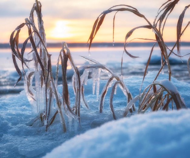 Hierba helada en el lago bajo la nieve y el hielo al amanecer.