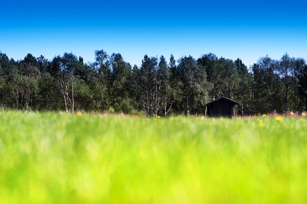 Hierba horizontal en campo de verano con cabaña bokeh fondo hd