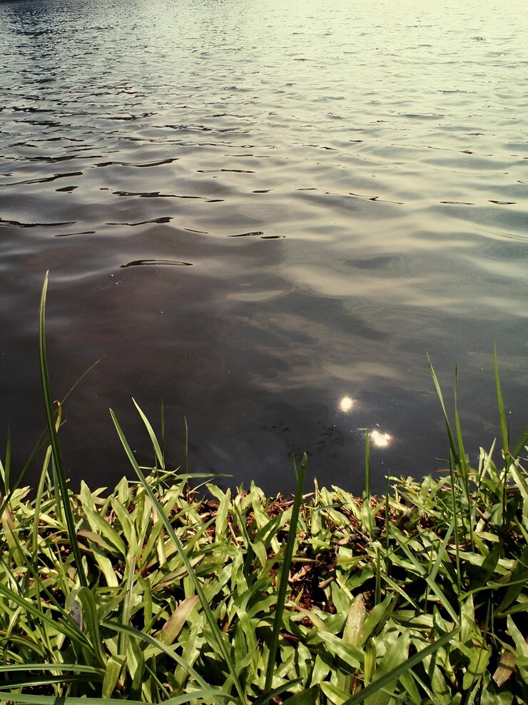 hierba junto al lago
