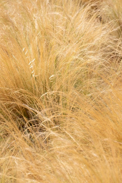 Hierba Kusha o Halfa gran cordgrass y salt reedgrass textura Feather o Needle Grass Nassella tenuissima