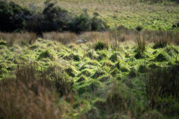 Hierba larga en un campo en una granja Pasto verde en un prado en un rancho en Australia