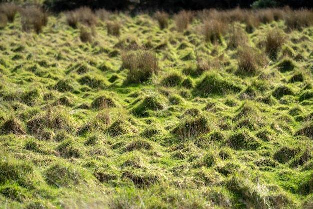 Hierba larga en un campo en una granja Pasto verde en un prado en un rancho en Australia