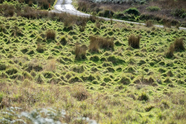 Hierba larga en un campo en una granja Pasto verde en un prado en un rancho en Australia