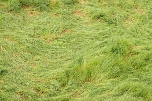 Hierba larga verde girada por fuertes vientos