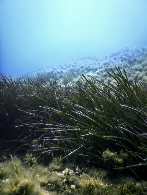 La hierba marina es verde bajo el agua.