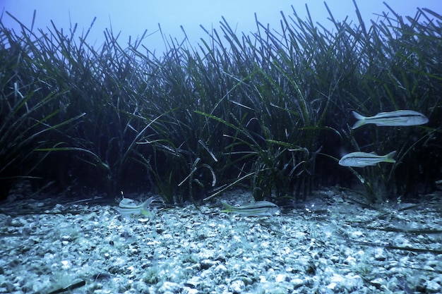 Foto la hierba marina es verde bajo el agua.
