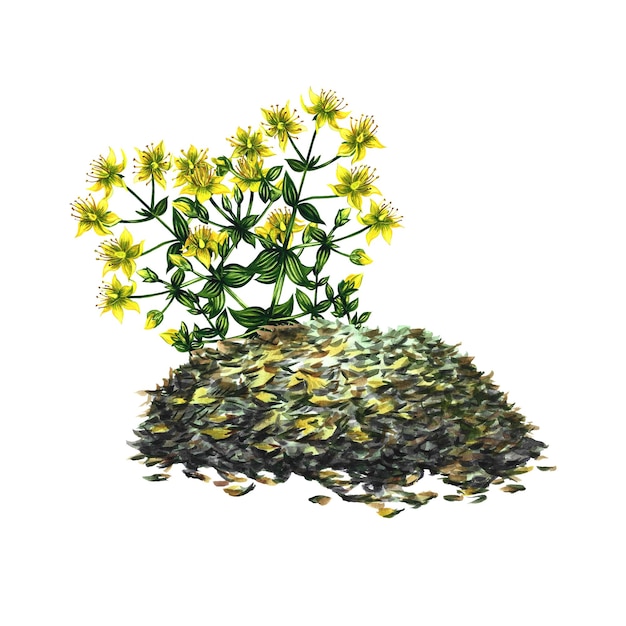 Hierba medicinal triturada seca Té de hierbas aislado sobre fondo blanco Ilustración dibujada a mano en acuarela