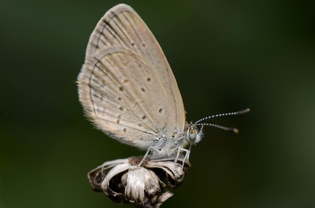 Hierba menor azul Zizina otis Hermosa mariposa Close-up