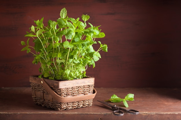 Hierba de menta fresca de menta en una olla