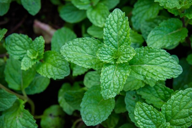 Foto hierba de menta o verduras en el jardín la planta es útil en la cocina como hierba para extraer olor fresco