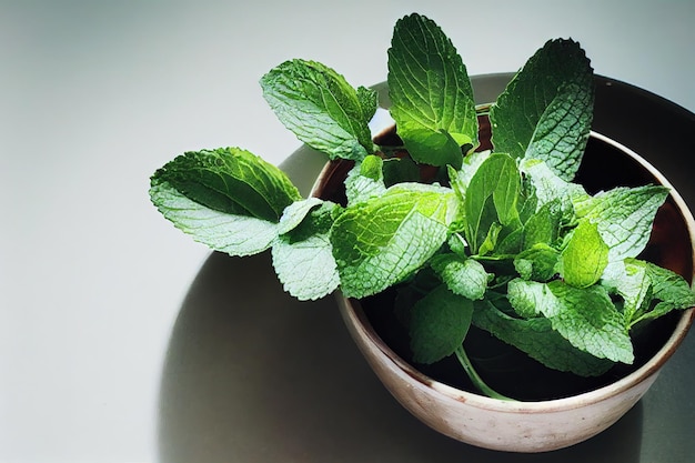 Hierba de menta verde que crece en maceta