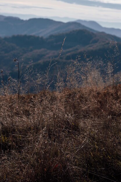 Hierba en las montañas Cárpatos Rakhiv