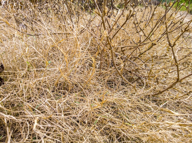 Hierba muerta seca en la tierra estéril