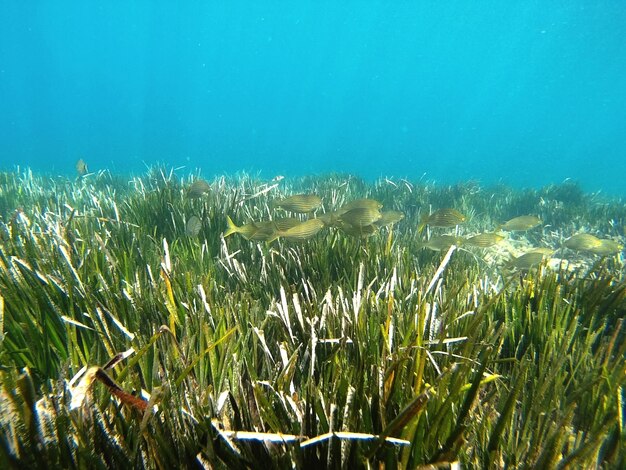 Foto la hierba nadando en el mar