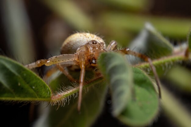 Hierba Neoscona Araña de la especie Neoscona moreli