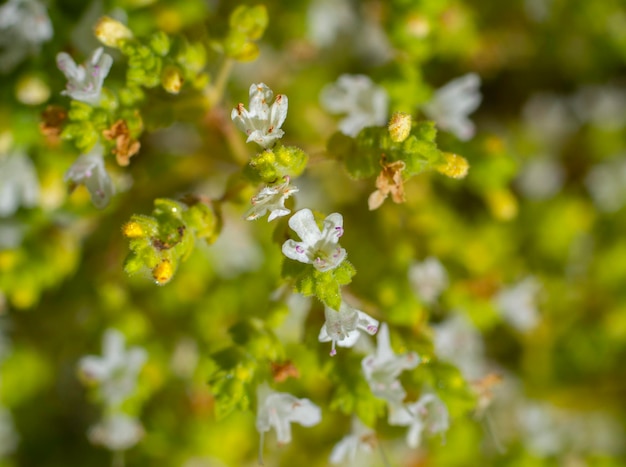 La hierba de orégano (Origanum vulgare) se seca para hacer un condimento para platos griegos