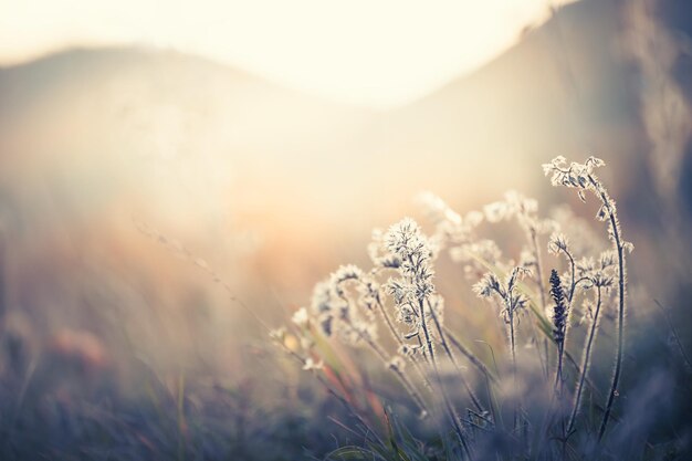 Hierba de otoño en las montañas al atardecer Imagen macro profundidad de campo Hermoso fondo de naturaleza otoñal