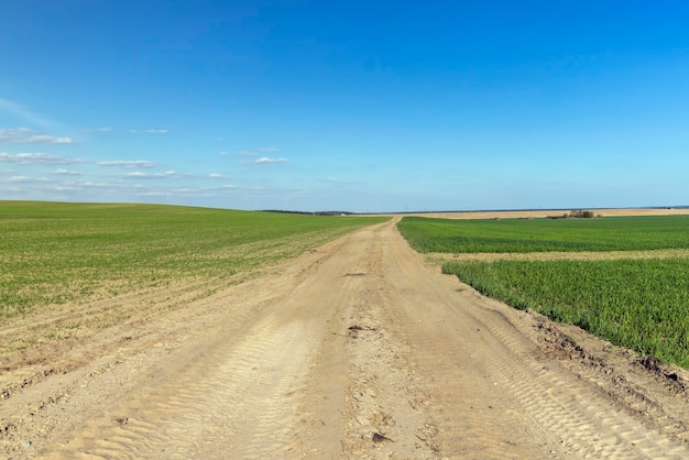 La hierba y otras plantas crecen en un campo con un camino de tierra