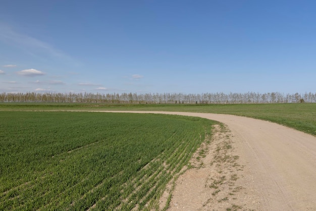 La hierba y otras plantas crecen en un campo con un camino de tierra