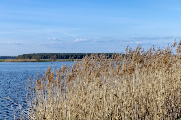 Hierba y otras plantas que crecen cerca del agua del lago.