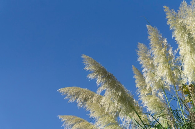 Hierba de pampa bajo un cielo azul brillante de verano