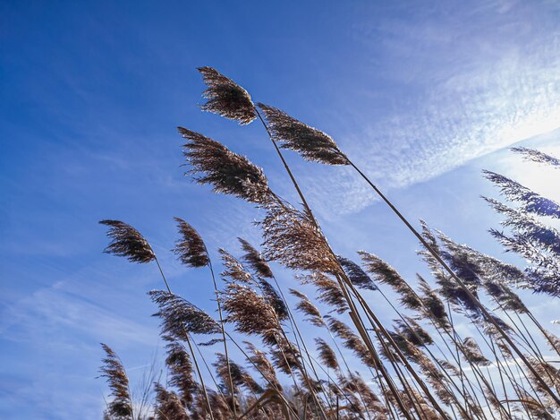 Hierba de pampa contra y cielo azul