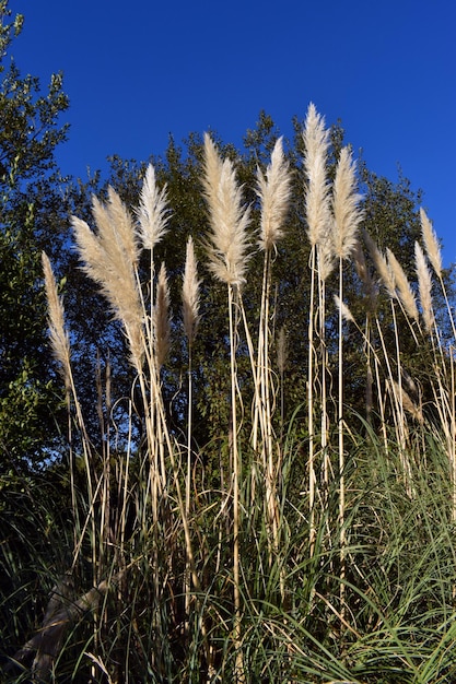 La hierba de la pampa (Cortaderia Selloana) es una planta invasora muy común