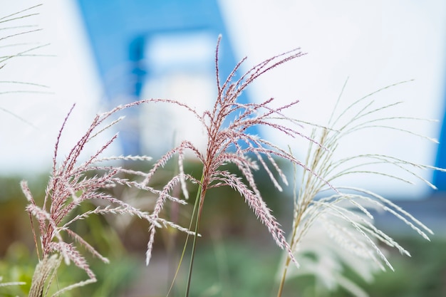 Hierba de la pampa en el diseño del paisaje Declaración de tendencia natural que hace que las flores crezcan