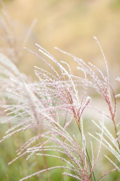 Hierba de la pampa en el diseño del paisaje Declaración de tendencia natural que hace que las flores crezcan